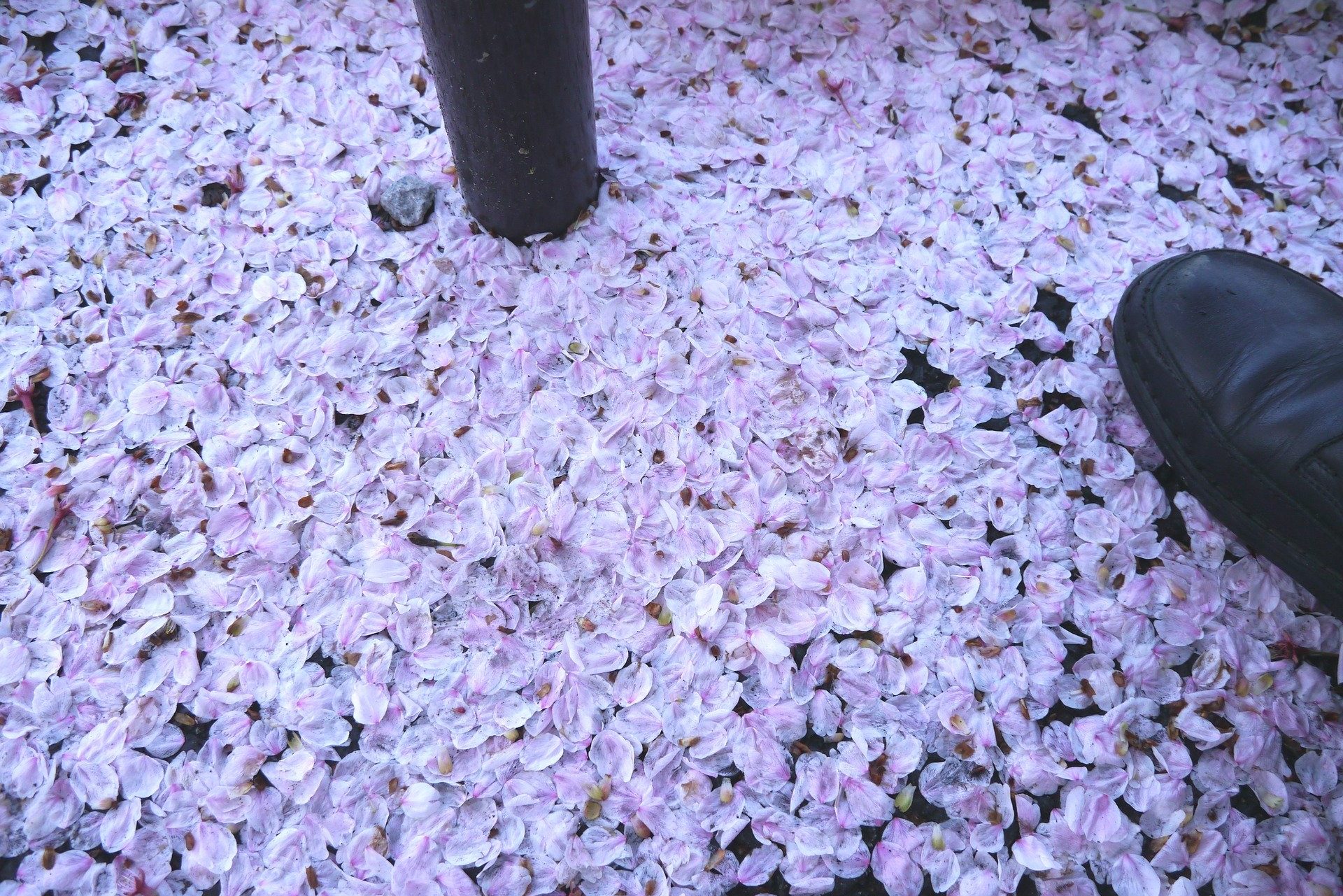 個別楽曲レビュー 黒夢 See You 消費された音楽にもう一度息吹を